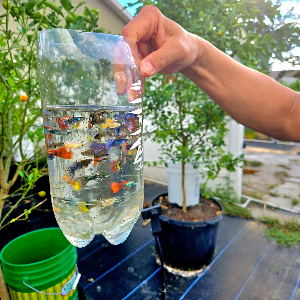 Hand holding a bottle of vibrant colorful guppies